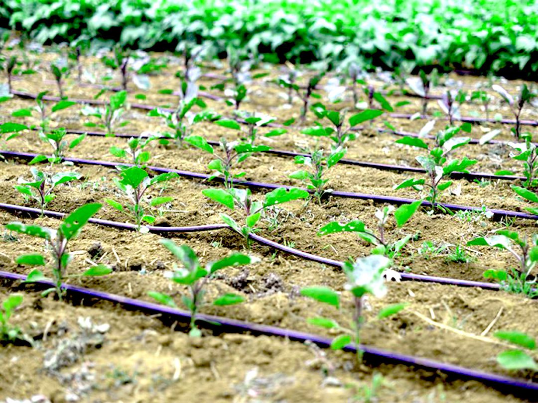 نایلون آبیاری قطره ای چیست و چه کاربردی دارد؟