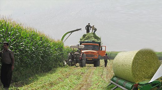 سیلاژ چیست؟