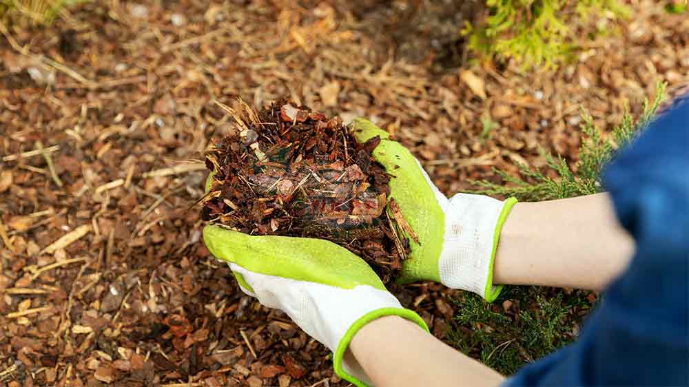 مالچ چیست و چه کاربردی دارد؟