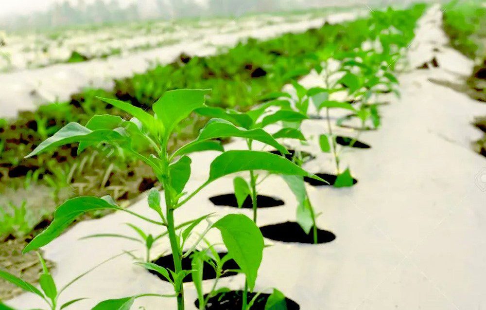 آموزش استفاده از مالچ پلاستیکی