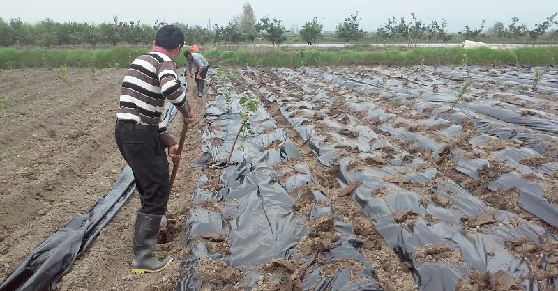 مزایا و معایب مالچ پلاستیکی