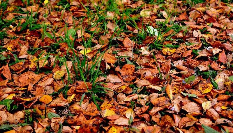 مالچ طبیعی و انواع آن