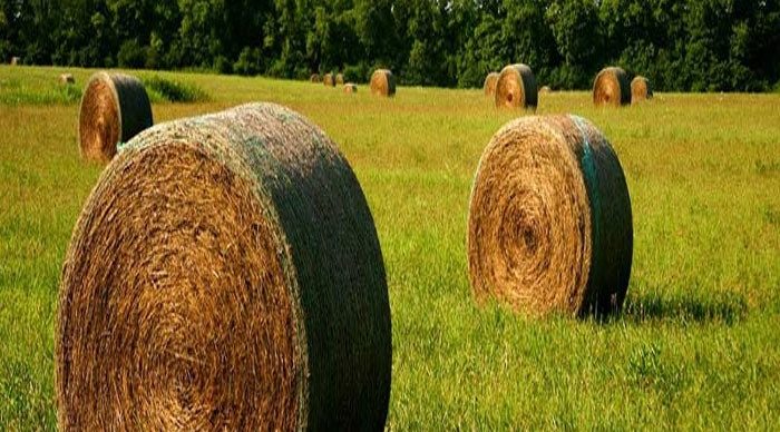 مزایا و معایب سیلاژ چیست؟