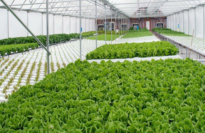 نایلون کشاورزی چند لایه چطور عملکرد تولیدات کشاورزی را بهبود می‌دهد؟