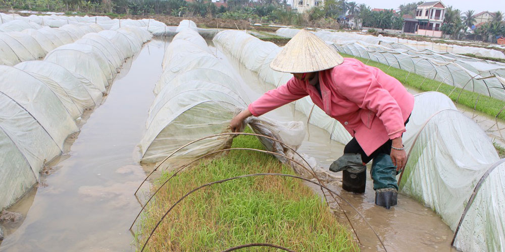 نایلون خزانه برنج چیست و به چه منظور به کار می رود؟